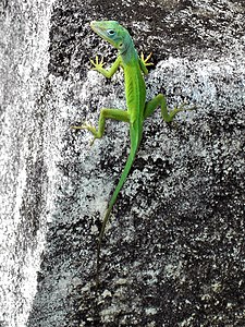 Anolis marmoratus subsp. speciosus (Leopard Anole)