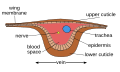 Image 10Cross-section of wing vein (from Insect morphology)