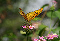 ♂ العربية: الفريتاليّة الهنديّة English: Argyreus hyperbius (Indian Fritillary)