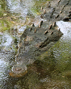 Crocodylus acutus (American Crocodile)