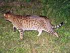 Brown Spotted tabby pattern on an Ocicat