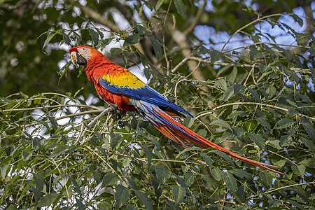 Scarlet macaw (Ara macao cyanopterus) Copan