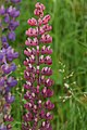 Lupinus polyphyllus.