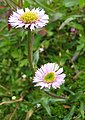 Zanovijetak Erigeron elegantulus