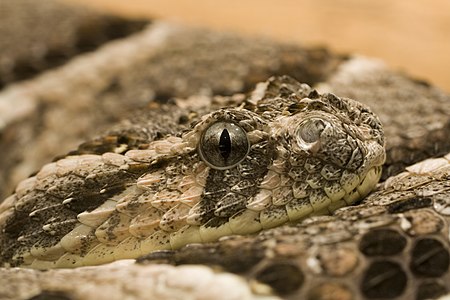 Bitis arietans (Puff Adder)