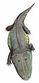 Amphibischer Capitosaurus