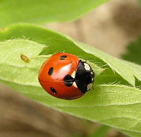 Seitsenpistepirkko (Coccinella septempunctata)