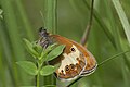 Coenonympha arcania