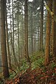 * Nomination Foggy temperate rainforest. --The High Fin Sperm Whale 19:36, 23 February 2013 (UTC) * Decline Blur at bottom. --Mattbuck 22:09, 2 March 2013 (UTC)