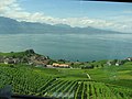 Lavaux desde a liña de ferrocarril que vai de Lausana a Palézieux e Berna.