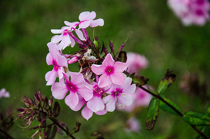 Blüte einer pinken Phlox *