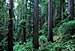 dense redwood forest in the Redwood National Park