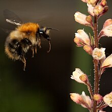 Bumblebee heuchera.jpg