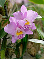 * Nomination Cattleya Beaumesnil 'Parme'. --Jastrow 21:13, 16 March 2013 (UTC) * Promotion OK to me. --Myrabella 07:26, 20 March 2013 (UTC)