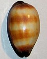 Cypraea talpa