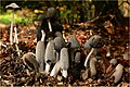 Hasenpfoten (Coprinus lagopus)