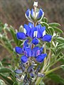 Lupinus micranthus.