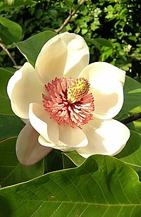 Magnolija