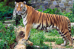 A Bengal Tiger