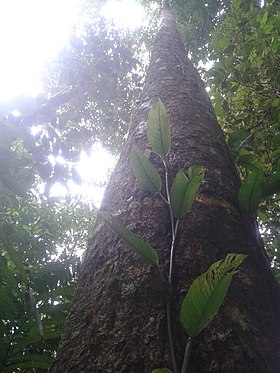 Pleodendron costaricense