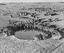 nombreux lapins autour d'un point d'eau