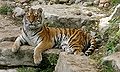 Siberian Tiger