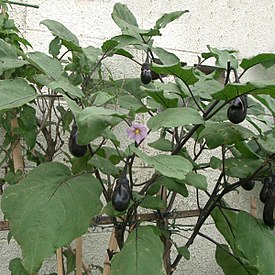 Баклажан (Solanum melongena) сорта 'Aubergine'