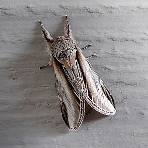 Swallow Prominent on a grey wall