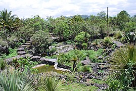 Jardín Botánico del Instituto de Biología.