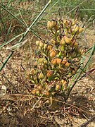 W. paniculata frutificação