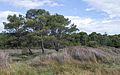 * Nomination Bois des Aresquiers, commune of Vic-la-Gardiole, Hérault, France --Christian Ferrer 10:20, 9 March 2013 (UTC) Comment blurry --Rjcastillo 03:43, 17 March 2013 (UTC) * Decline {{{2}}}