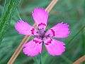 Clavellet de la Santíssima Trinitat (Dianthus deltoides)