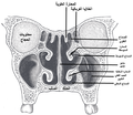 مقطع إكليلي في جوفي الأنف.