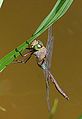 Süüdlich Kaisergoldpeerd (Anax parthenope)