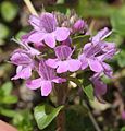 Thymus quinquecostatus