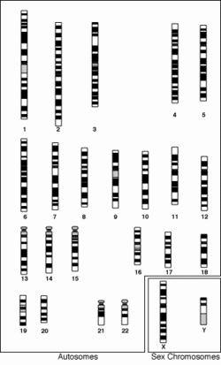 İnsan kromozomları