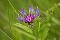 Centaurea