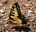 العربية: السنونويّة الذيل الببريّة الشرقيّة English: Papilio glaucus (Eastern tiger swallowtail)