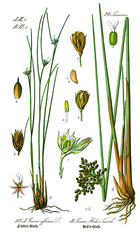 Juncus hostii