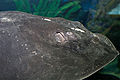 Stingray, showing its head view