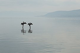 Birds on Lake Iznik.jpg