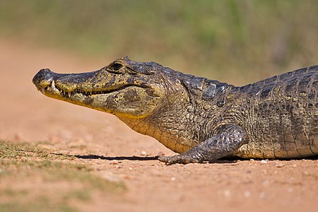 Caiman yacare (Yacare Caiman)