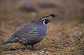 Ορτύκι της Καλιφόρνιας (Callipepla californica) - οικογένεια Οδοντοφορίδες