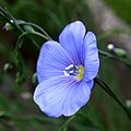 Flax flower