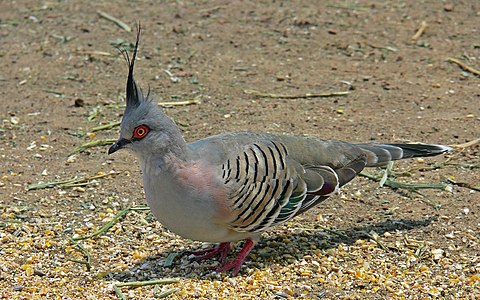 Tepeli güvercin (Ocyphaps lophotes) (Üreten:Benjamint444)