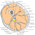 Section transversale de la cuisse. Tiers moyen.