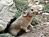 A Ladak Pika, photographed in 2007