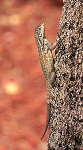 Leiocephalus carinatus (Northern Curly-tailed Lizard)