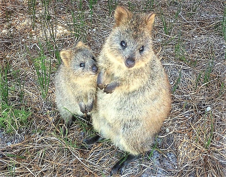 File:Quokka-Raffi Kojian-CIMG6317.JPG