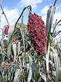 Sorghum (Sorghum bicolor) en un camp prop de Fada N'Gourma a Burkina Faso. Al fons es pot veure un abre Shea.